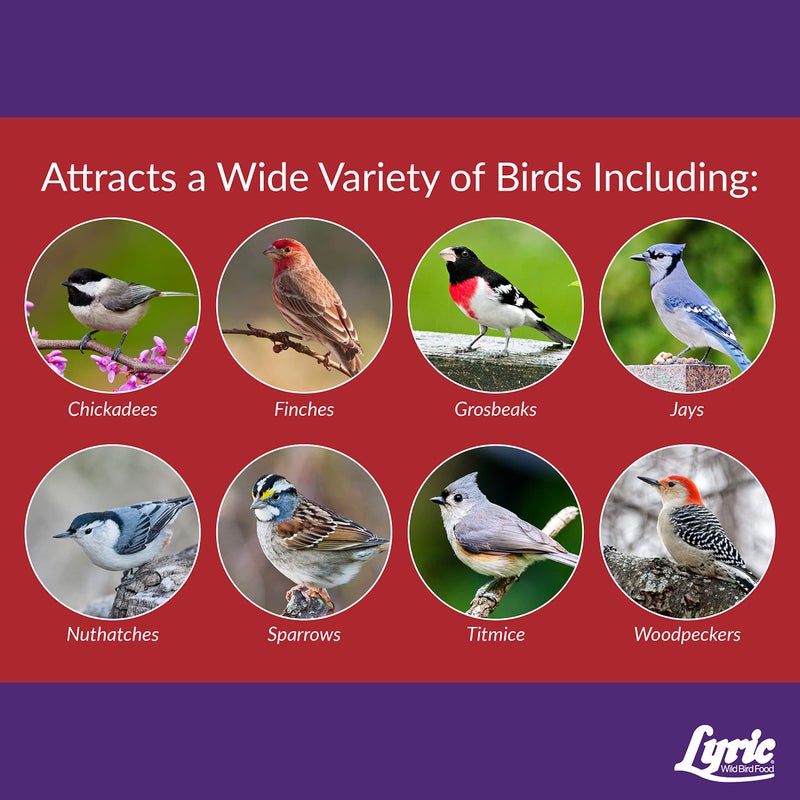Lyric Delite Wild Bird Seed for Outside Feeders - No Waste Bird Food, Nuts & Seeds Mix, Attracts Buntings, Chickadees & Finches, 10 lb (Pack of 2-5 lb Bags) - Image 5